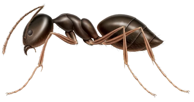 Contamination alimentaire par les fourmis odorantes, risque de salubrité et plaintes au TAL