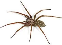 Araignée domestique sur sa toile