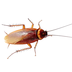 Blatte Américaine géante