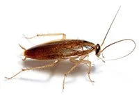 Gros plan d'une blatte germanique (coquerelle)