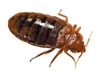 Gros plan d'une punaise de lit