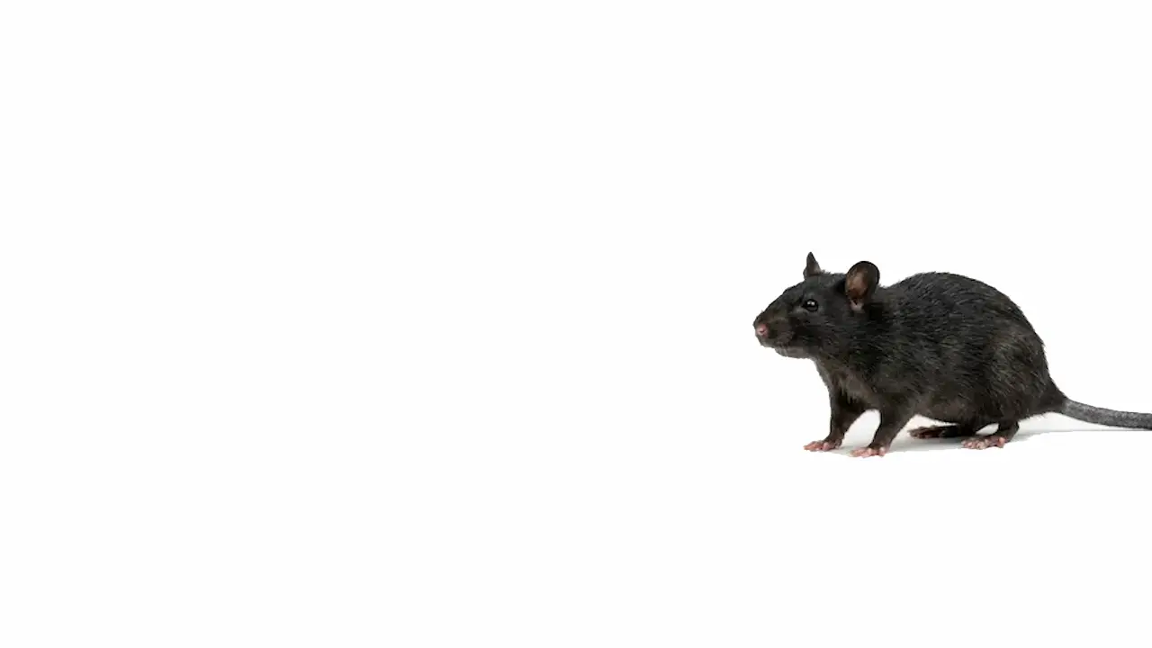Infestation de rats