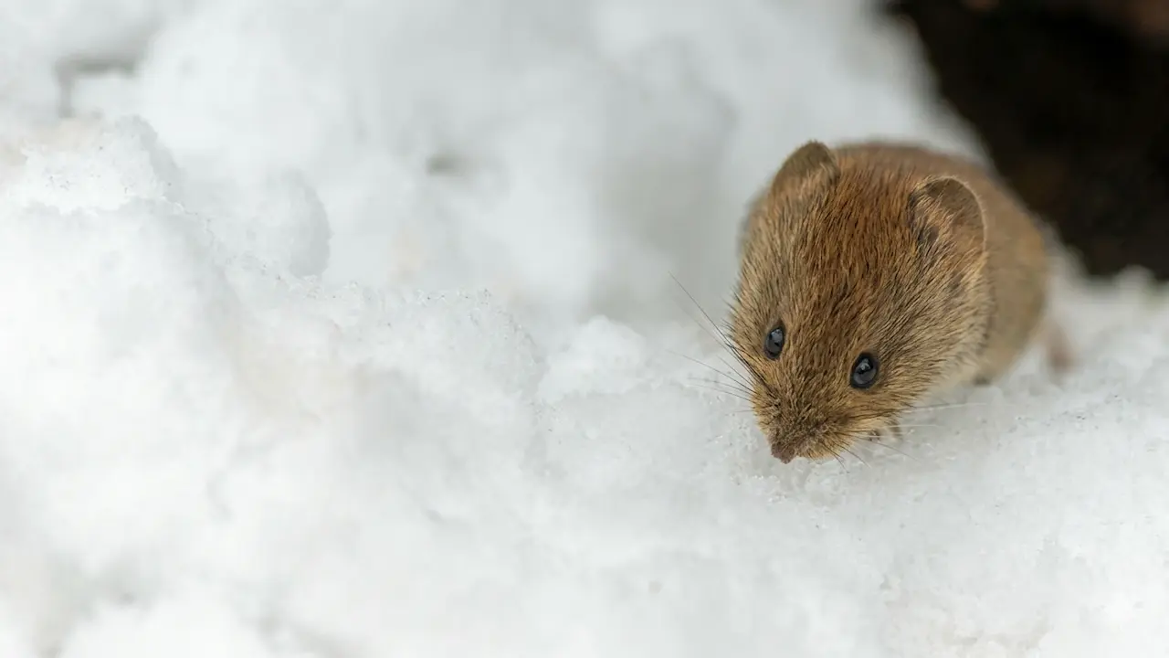 Infestation de souris