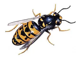 Gros plan d'une guêpe